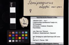 Foto (Objket + Etiketten) von Cretatrizocheles doerflesensis (Fraaije et al., 2019) 